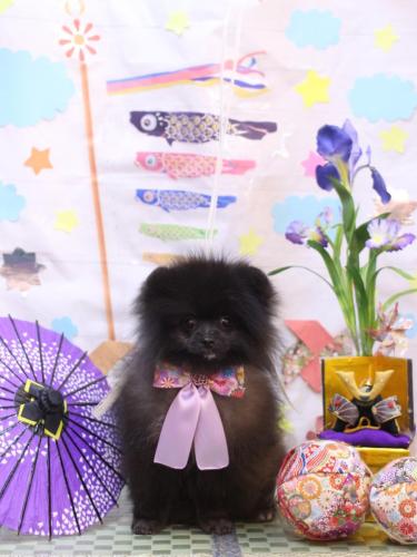 20240504まるくん